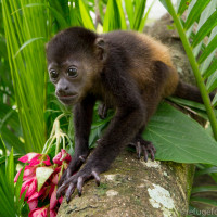 Sian when she first arrived at Refuge for Wildlife, she was only a few weeks old.