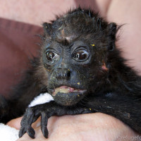 Tyson when he first arrived at Refuge for Wildlife. 