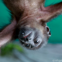 When Austin was a bay, he loved to swing upside down.