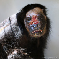 Mama a week after she started treatment at Refuge for Wildlife. Her infection is gone, her eye sight is restored and her exposed nasal cavity is starting to heal.