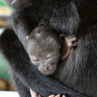 Snuggling with mama.