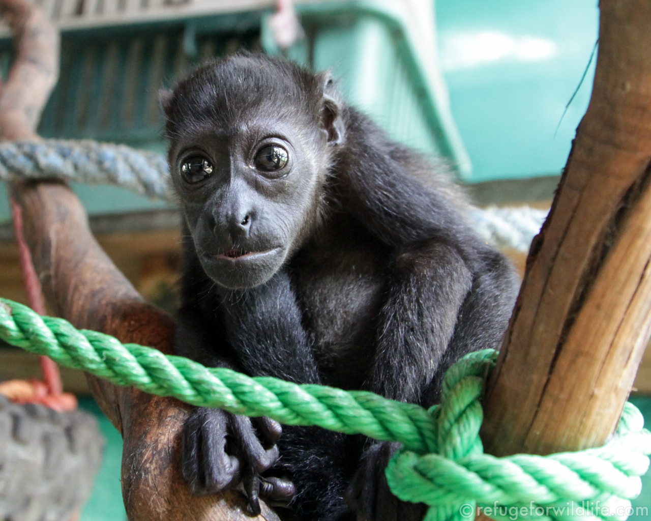 Nosara Refuge For Wildlife Adopt A Monkey Sian-1 – IAR Costa Rica